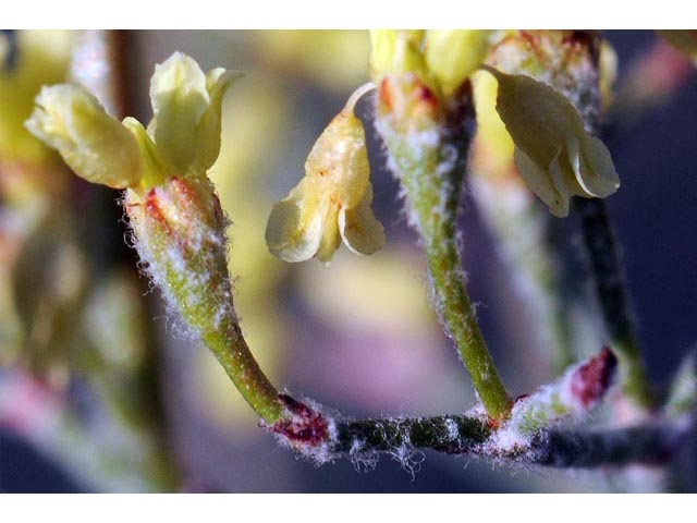 Eriogonum microthecum var. ambiguum (Slender buckwheat) #52984