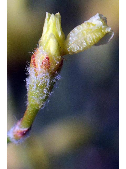 Eriogonum microthecum var. ambiguum (Slender buckwheat) #52985
