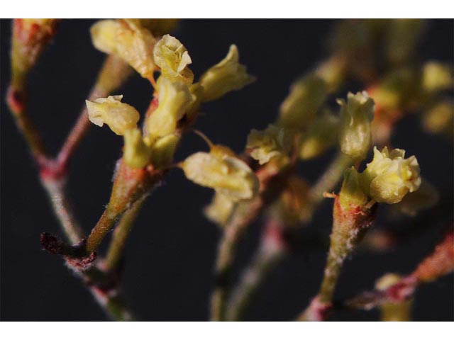 Eriogonum microthecum var. ambiguum (Slender buckwheat) #52986