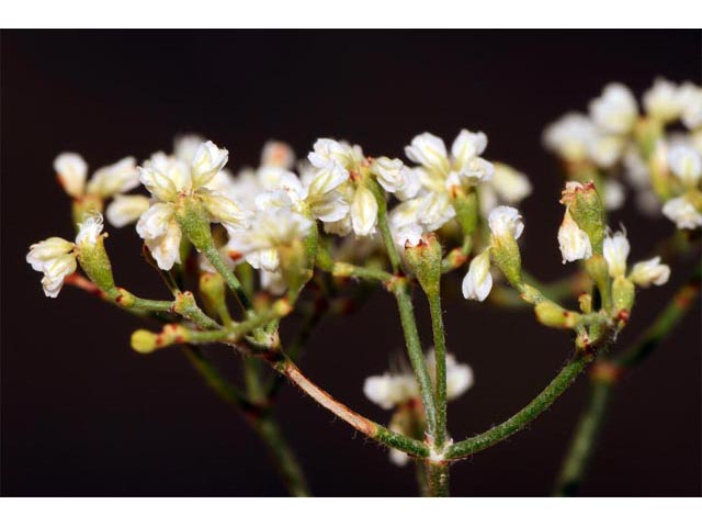 Eriogonum microthecum var. laxiflorum (Slender buckwheat) #53012