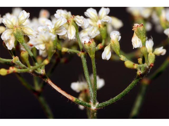 Eriogonum microthecum var. laxiflorum (Slender buckwheat) #53013