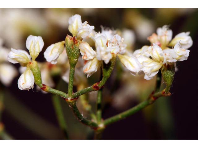Eriogonum microthecum var. laxiflorum (Slender buckwheat) #53015