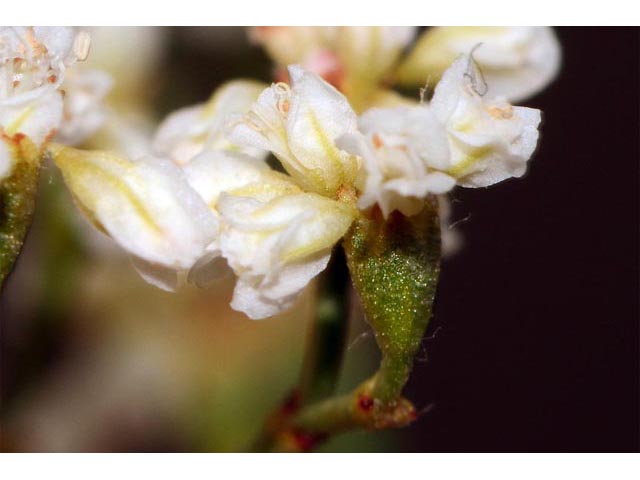 Eriogonum microthecum var. laxiflorum (Slender buckwheat) #53016