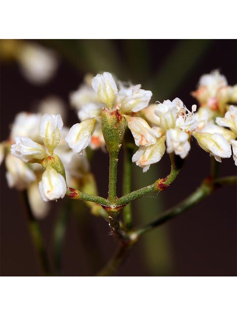 Eriogonum microthecum var. laxiflorum (Slender buckwheat) #53017