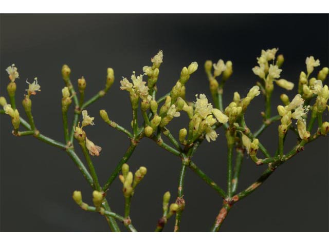 Eriogonum microthecum var. microthecum (Slender buckwheat) #53029