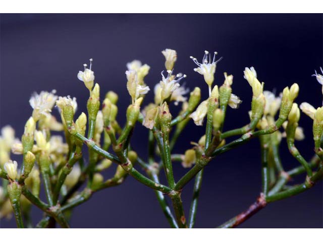 Eriogonum microthecum var. microthecum (Slender buckwheat) #53033