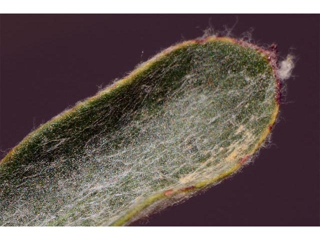 Eriogonum microthecum var. microthecum (Slender buckwheat) #53041