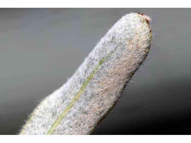 Eriogonum microthecum var. microthecum (Slender buckwheat) #53042