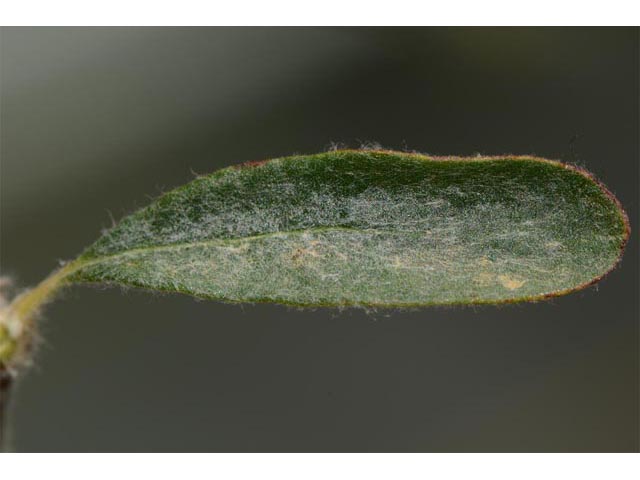 Eriogonum microthecum var. microthecum (Slender buckwheat) #53045