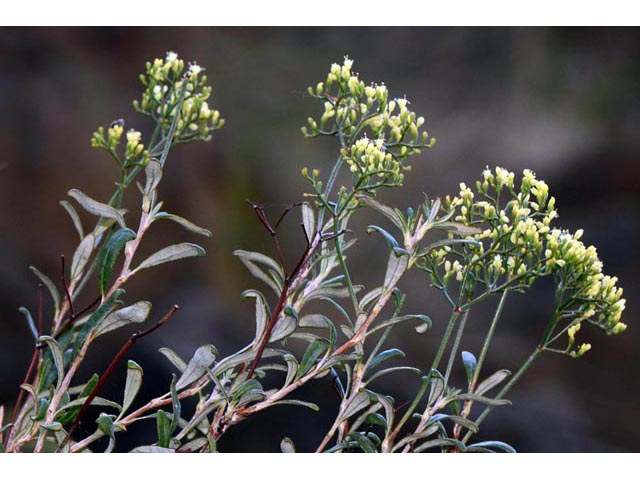 Eriogonum microthecum (Slender buckwheat) #53050