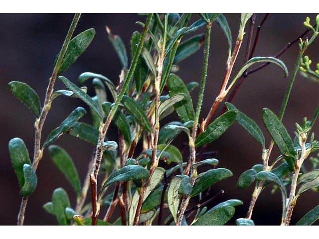 Eriogonum microthecum (Slender buckwheat) #53052