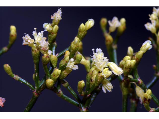 Eriogonum microthecum (Slender buckwheat) #53054