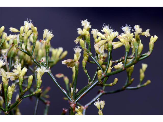 Eriogonum microthecum (Slender buckwheat) #53055