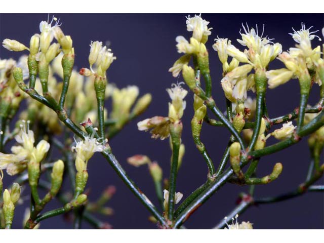 Eriogonum microthecum (Slender buckwheat) #53056