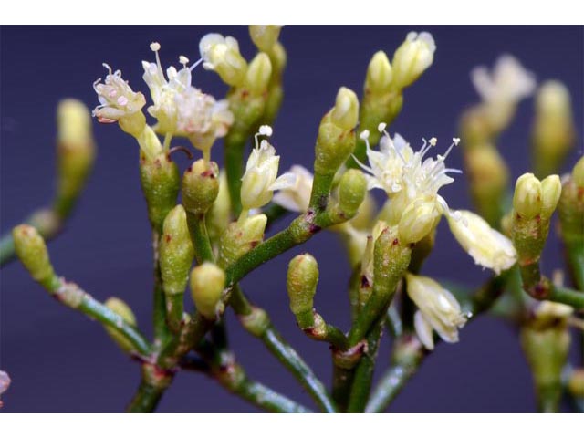 Eriogonum microthecum (Slender buckwheat) #53059