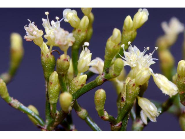 Eriogonum microthecum (Slender buckwheat) #53060