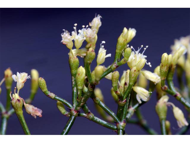 Eriogonum microthecum (Slender buckwheat) #53061