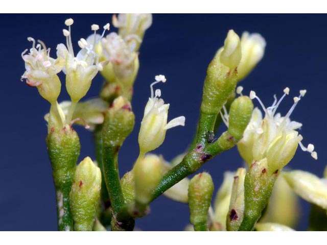Eriogonum microthecum (Slender buckwheat) #53062