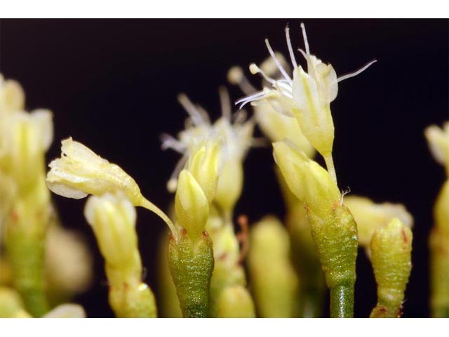 Eriogonum microthecum (Slender buckwheat) #53063