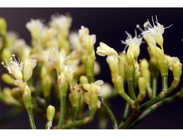 Eriogonum microthecum (Slender buckwheat) #53064