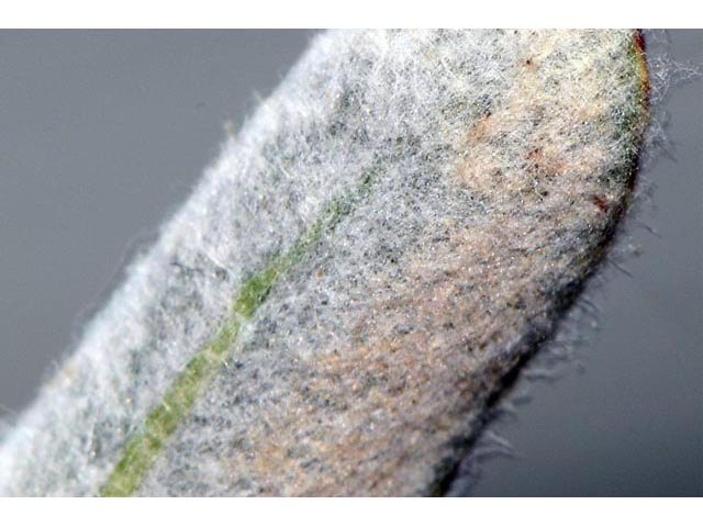 Eriogonum microthecum (Slender buckwheat) #53067