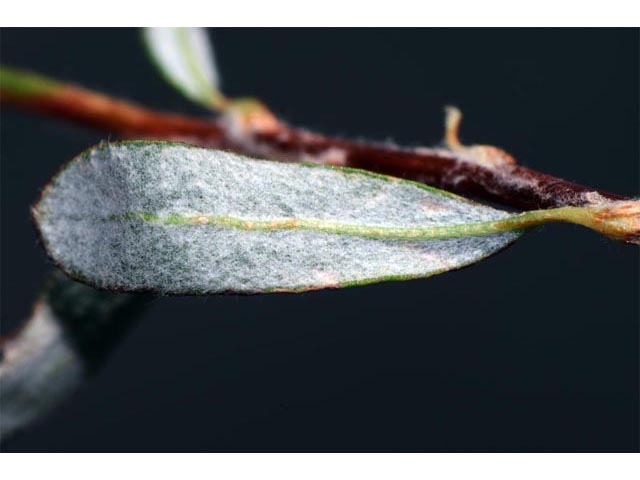 Eriogonum microthecum (Slender buckwheat) #53068