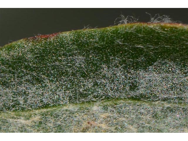 Eriogonum microthecum (Slender buckwheat) #53070