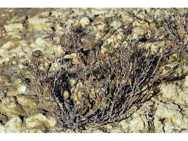 Eriogonum microthecum var. simpsonii (Simpson's buckwheat) #53071