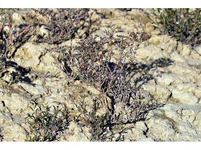 Eriogonum microthecum var. simpsonii (Simpson's buckwheat) #53073