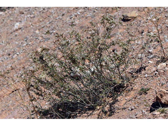 Eriogonum microthecum var. simpsonii (Simpson's buckwheat) #53076