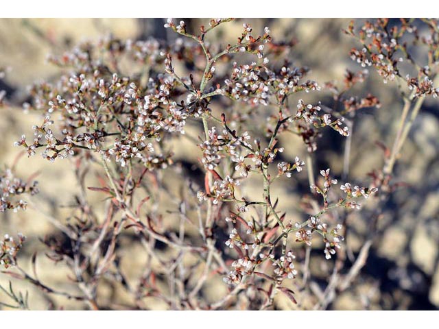 Eriogonum microthecum var. simpsonii (Simpson's buckwheat) #53079