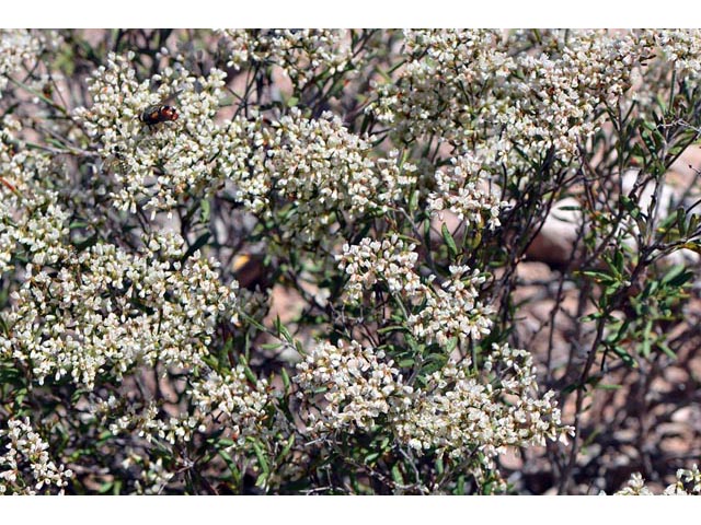 Eriogonum microthecum var. simpsonii (Simpson's buckwheat) #53082