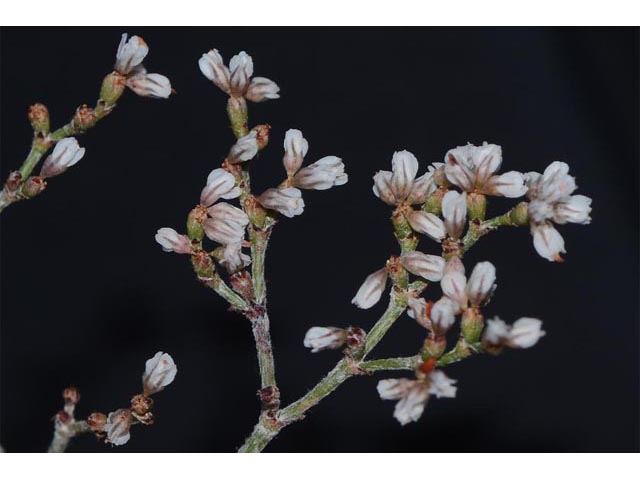 Eriogonum microthecum var. simpsonii (Simpson's buckwheat) #53085