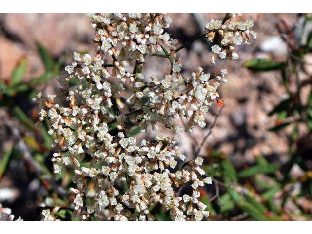 Eriogonum microthecum var. simpsonii (Simpson's buckwheat) #53089