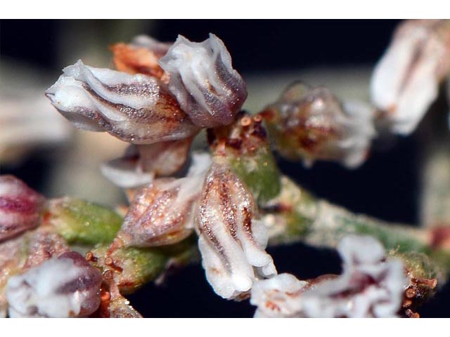 Eriogonum microthecum var. simpsonii (Simpson's buckwheat) #53093