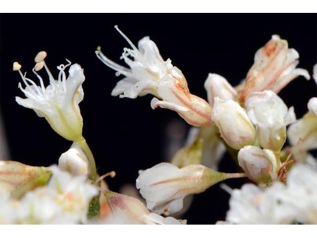 Eriogonum microthecum var. simpsonii (Simpson's buckwheat) #53095