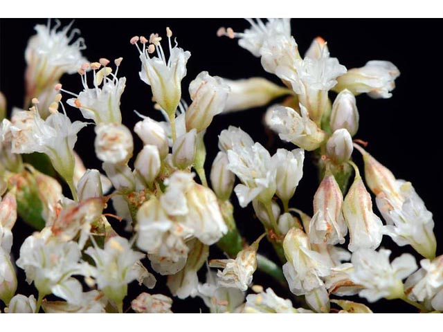 Eriogonum microthecum var. simpsonii (Simpson's buckwheat) #53097