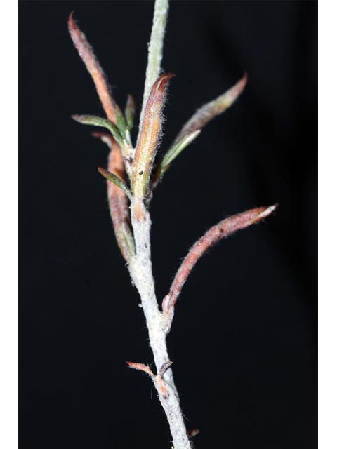 Eriogonum microthecum var. simpsonii (Simpson's buckwheat) #53098