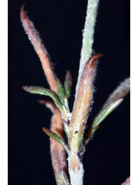 Eriogonum microthecum var. simpsonii (Simpson's buckwheat) #53100