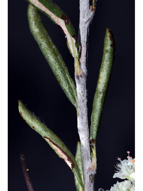 Eriogonum microthecum var. simpsonii (Simpson's buckwheat) #53106
