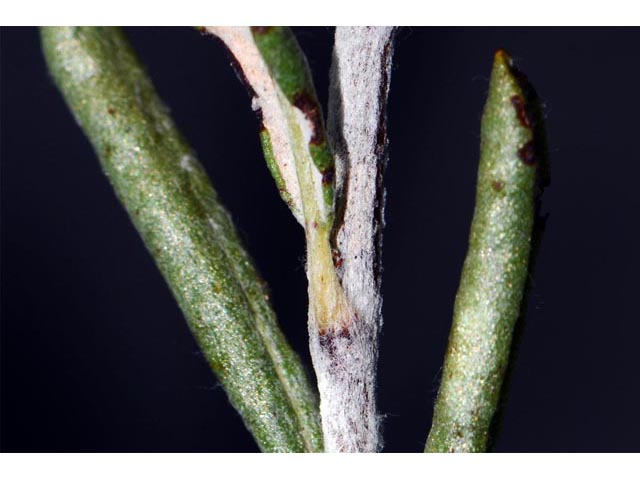 Eriogonum microthecum var. simpsonii (Simpson's buckwheat) #53107