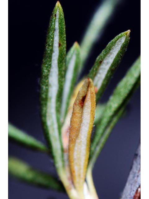 Eriogonum microthecum var. simpsonii (Simpson's buckwheat) #53109