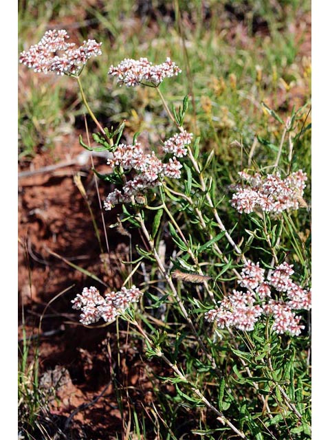 Eriogonum microthecum var. simpsonii (Simpson's buckwheat) #53115