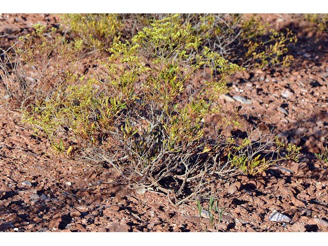 Eriogonum mortonianum (Fredonia buckwheat) #53250