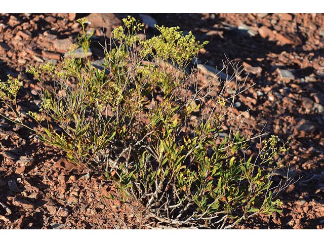 Eriogonum mortonianum (Fredonia buckwheat) #53251