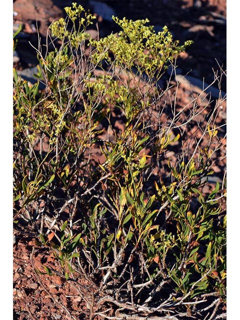 Eriogonum mortonianum (Fredonia buckwheat) #53252