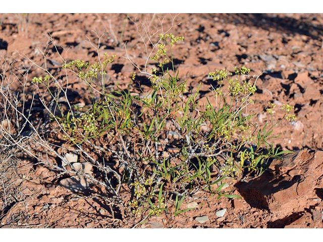 Eriogonum mortonianum (Fredonia buckwheat) #53253