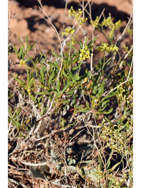 Eriogonum mortonianum (Fredonia buckwheat) #53255