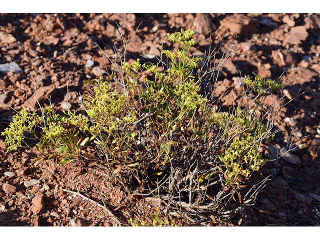 Eriogonum mortonianum (Fredonia buckwheat) #53256