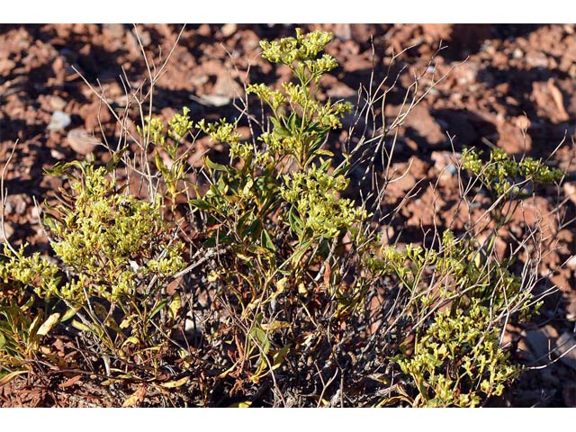 Eriogonum mortonianum (Fredonia buckwheat) #53257